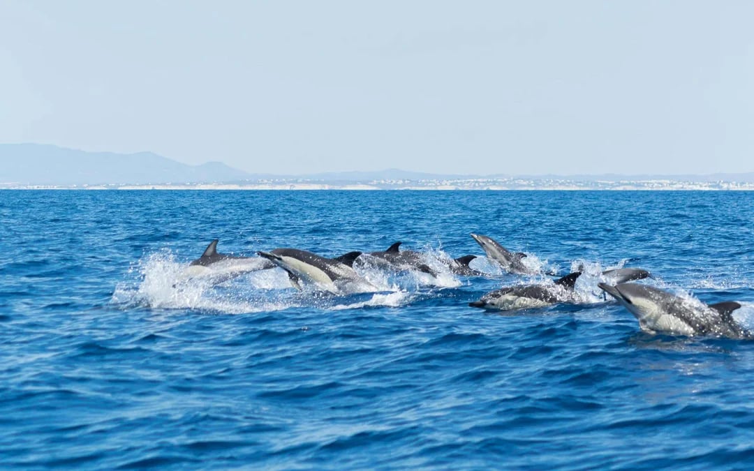 From Portimao: Benagil Cave Catamaran Cruise & Dolphin Watching Image 7
