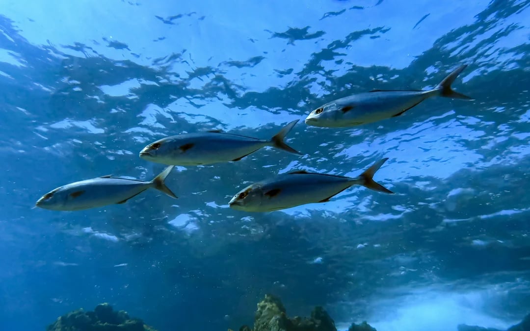 From Protaras: Private Beginner Scuba Diving Experience Image 4