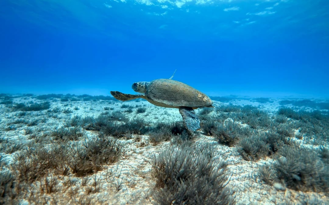 From Protaras: Private Beginner Scuba Diving Experience Image 6