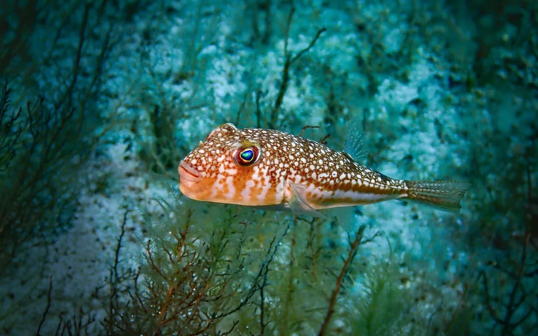 From Protaras: Private Beginner Scuba Diving Experience Image 7