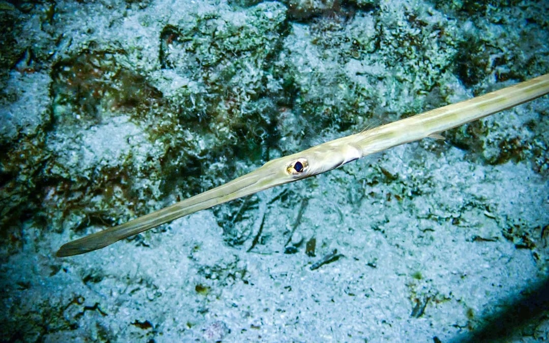 From Protaras: Private Beginner Scuba Diving Experience Image 8