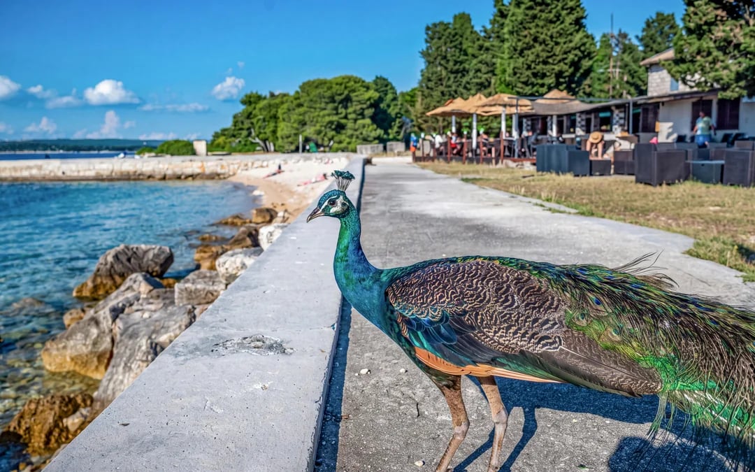 From Pula: Brijuni National Park with Swimming Stops, Lunch and Drinks Image 4