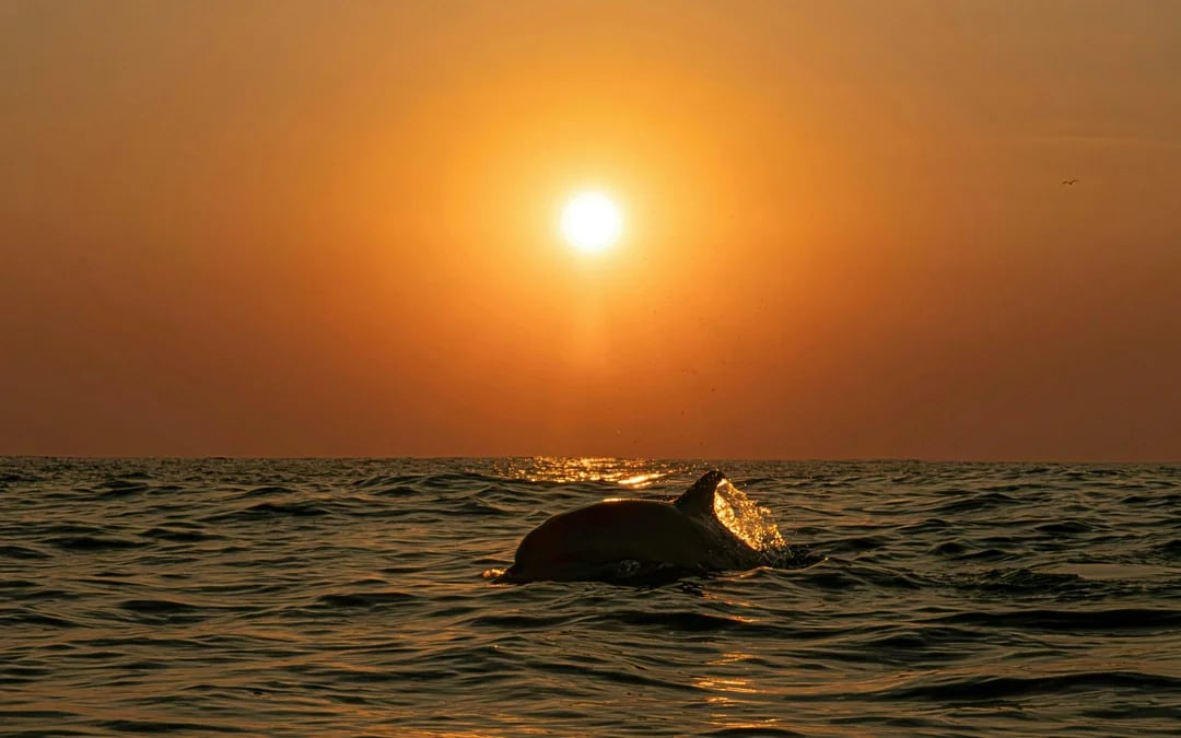 From Pula: Sunset and Dolphin Cruise around Brijuni Islands with Drinks & Dinner Option  Image 2