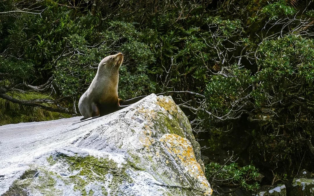 From Queenstown: Business Class Milford Sound Tour with Premium Cruise & Gourmet Lunch Image 6