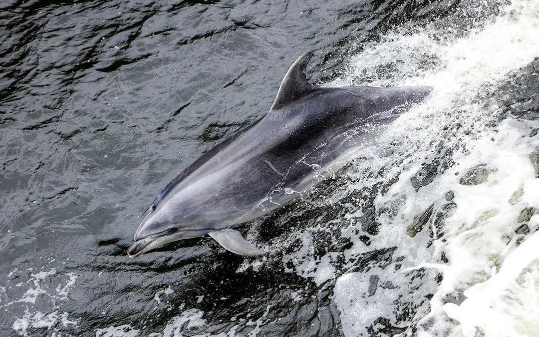 From Queenstown: Business Class Milford Sound Tour with Premium Cruise & Gourmet Lunch Image 8