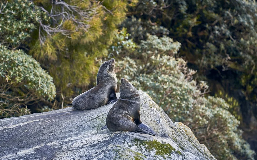 From Queenstown: Milford Sound Day Trip with Cruise, & Return Transfers Image 12