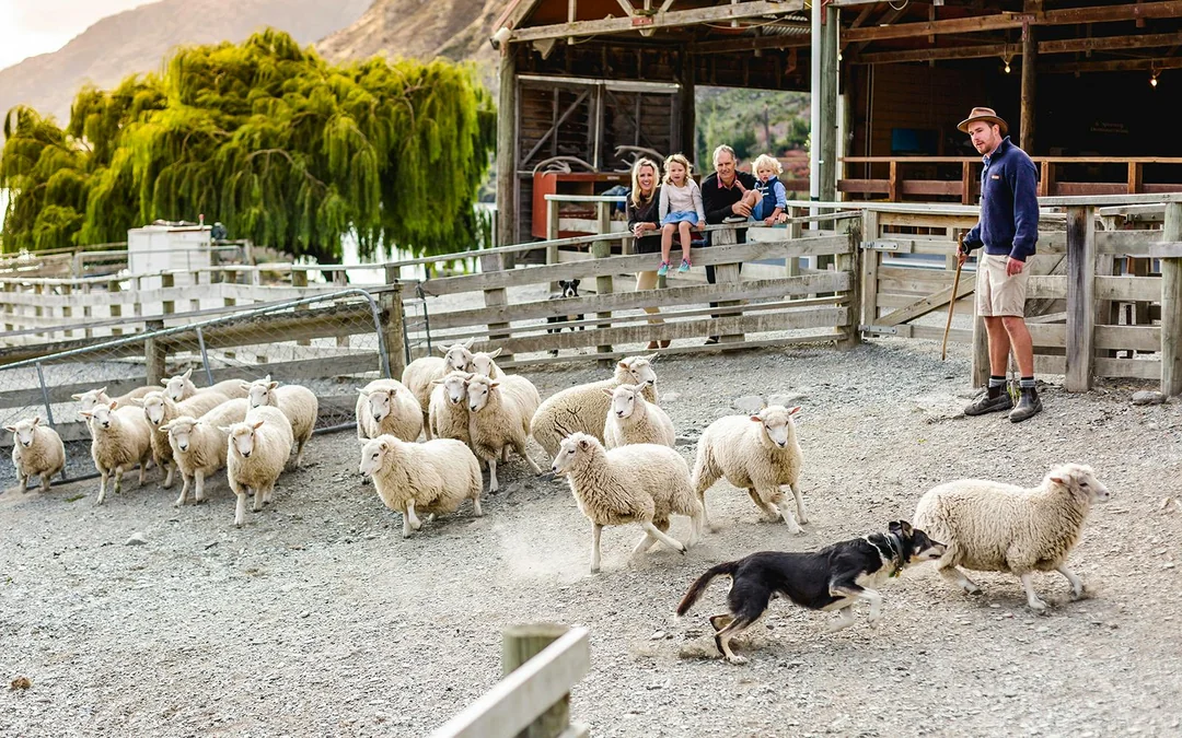From Queenstown: TSS Earnslaw/Spirit of Queenstown with Walter Peak Farm Tour Image 1
