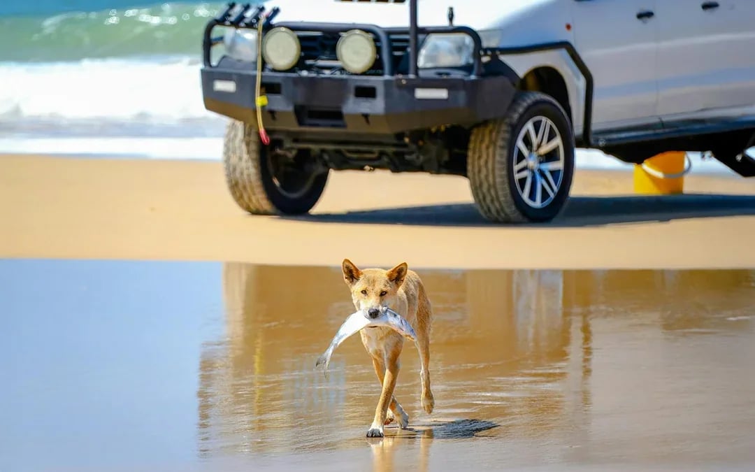 From Rainbow Beach: K'gari (Fraser Island) 3-Day Self-Drive 4WD Tour Image 7