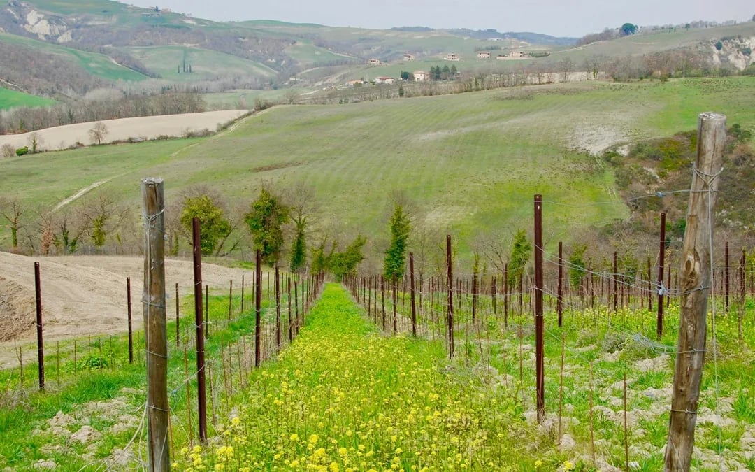 From Rome: Tuscany Day Trip with Lunch and Wine Expert‑Led Tasting Image 9