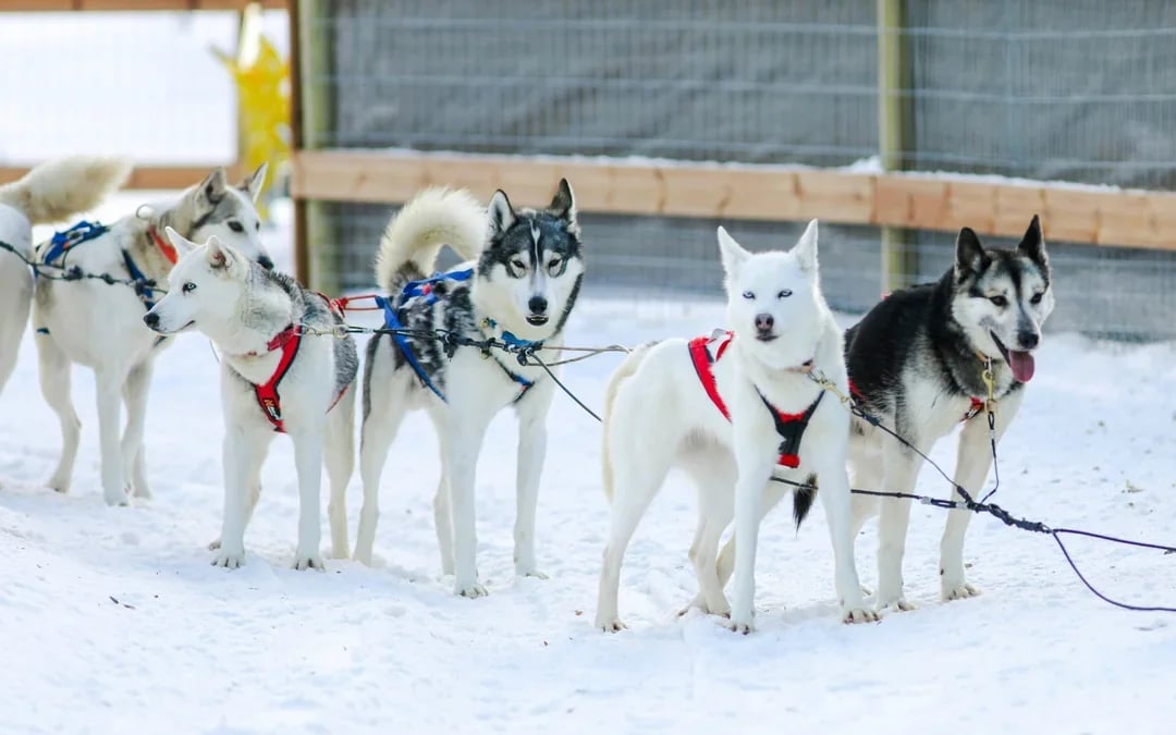 From Rovaniemi: 5km Husky Sledding Experience Image 2