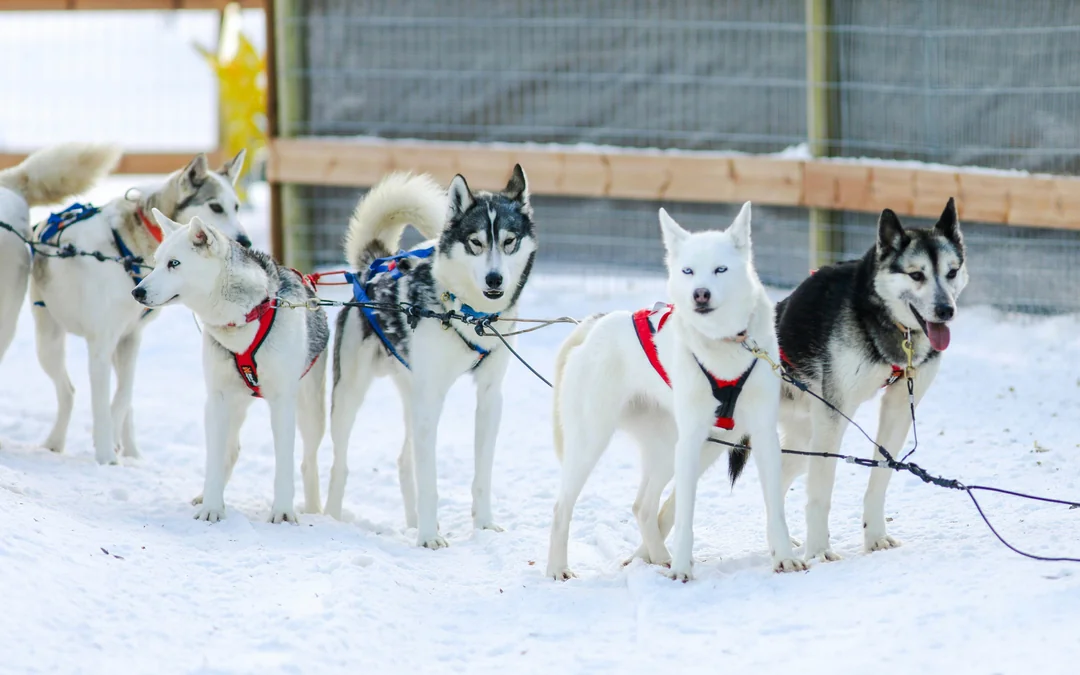 From Rovaniemi: 5km Husky Sledding Experience Image 2