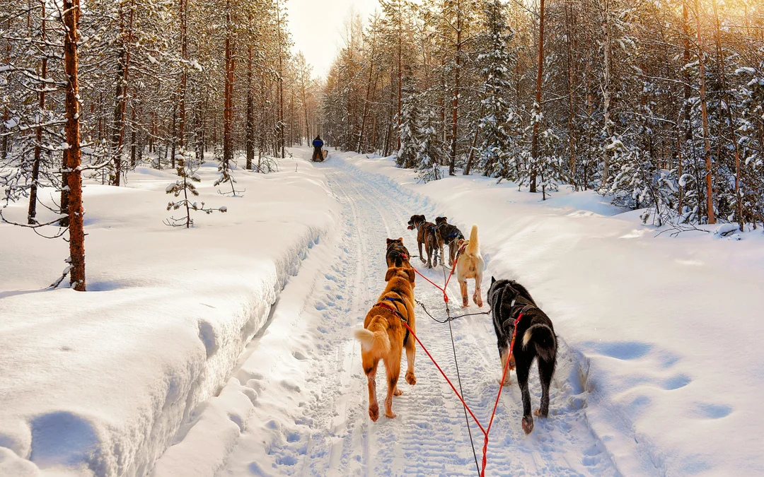 From Rovaniemi: 5km Husky Sledding Experience Image 3