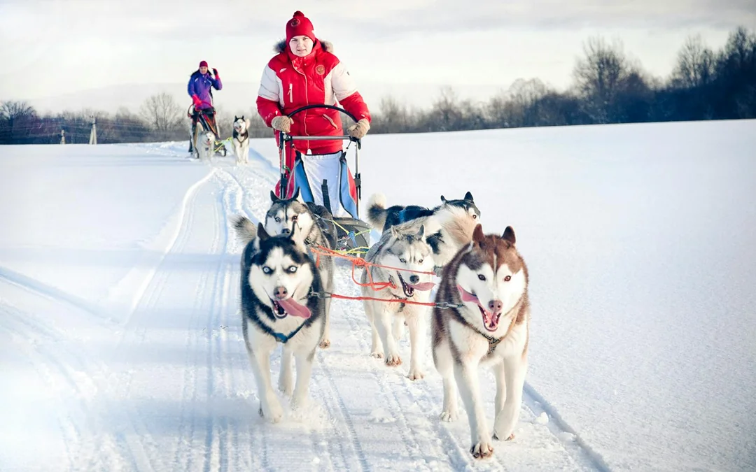 From Rovaniemi: 5km Husky Sledding Experience Image 4