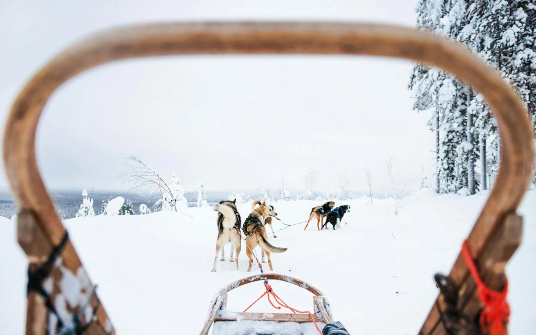 From Rovaniemi: Husky Sledding Experience Image 2