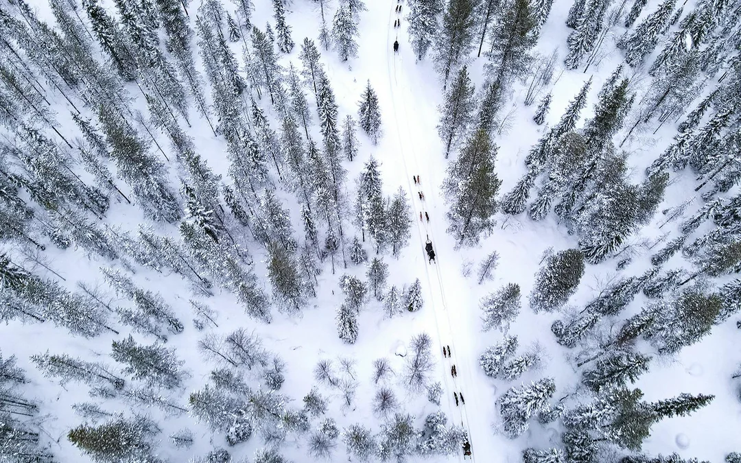 From Rovaniemi: Husky Sledding Experience Image 10