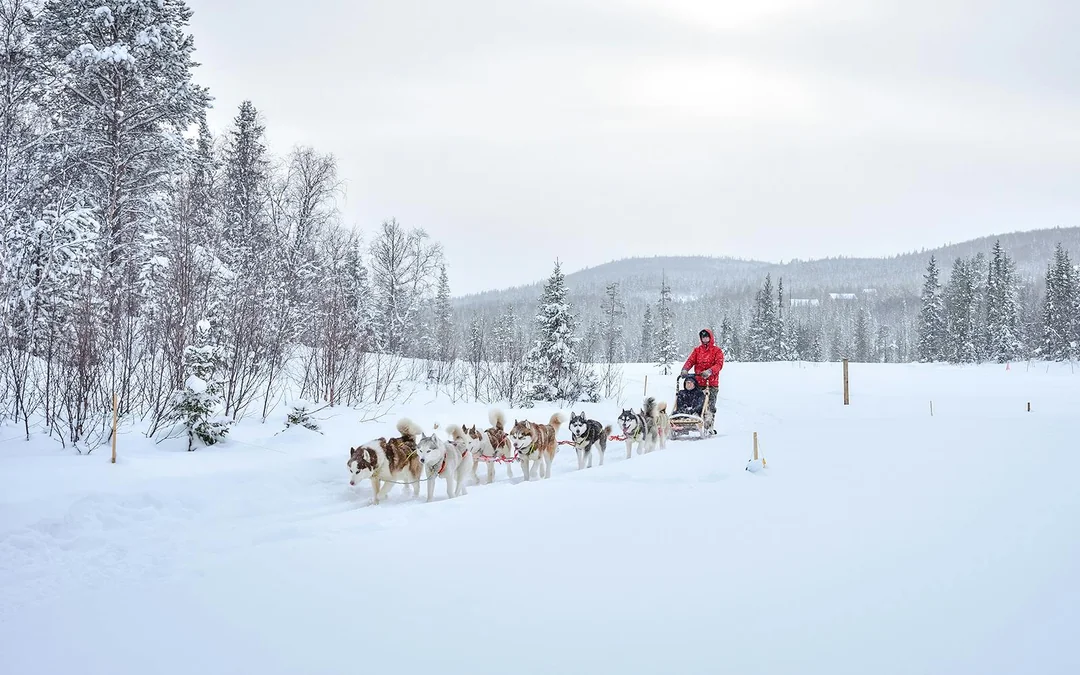From Rovaniemi: Meet Santa Claus, Reindeer Sleigh Ride & Huskies Image 4