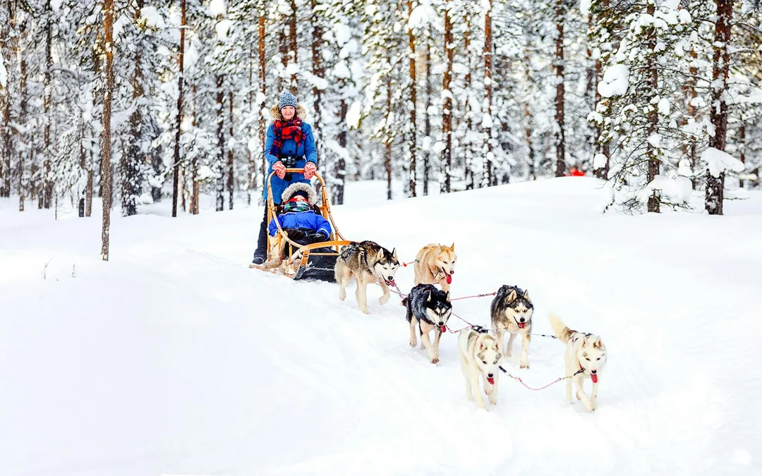 From Rovaniemi: The Highlights Tour: Santa Claus Village, Husky & Reindeer Sledding Image 3
