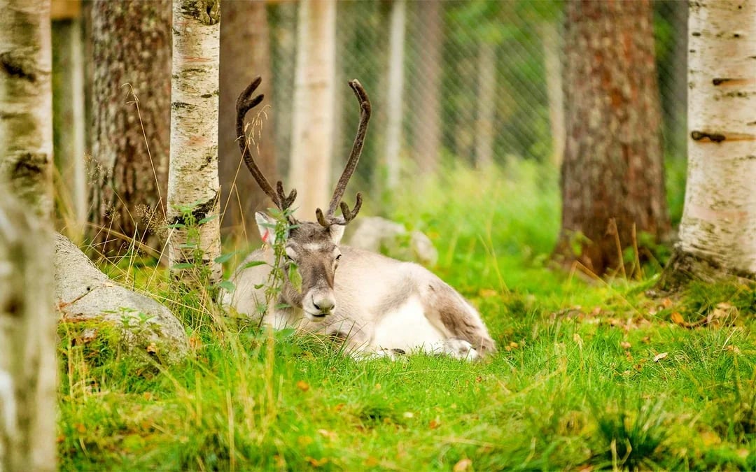From Rovaniemi: Trip & Entry to Ranua Wildlife Park Image 4