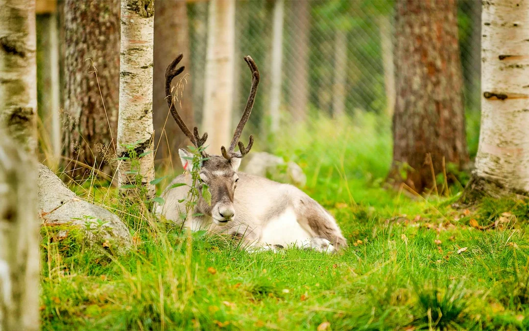 From Rovaniemi: Trip & Entry to Ranua Wildlife Park Image 4