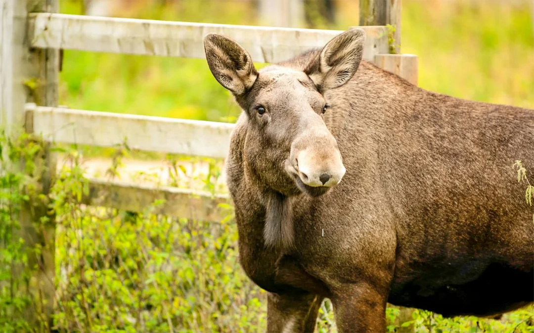 From Rovaniemi: Trip & Entry to Ranua Wildlife Park Image 5