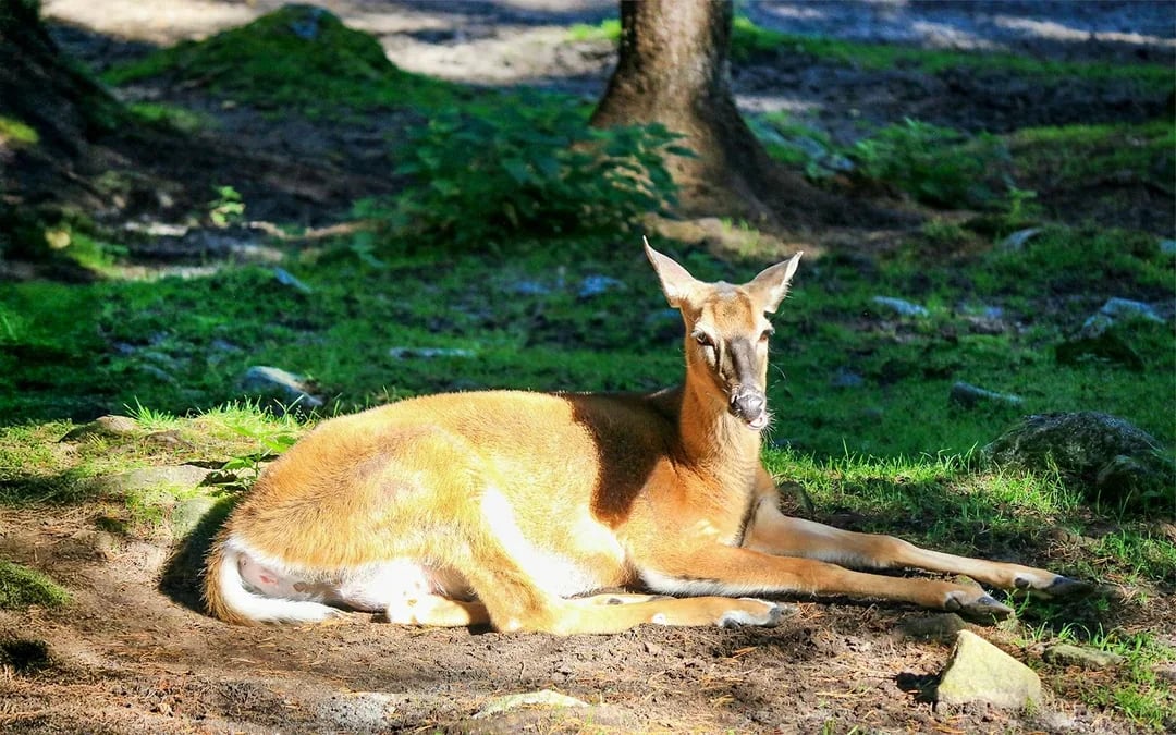 From Rovaniemi: Trip & Entry to Ranua Wildlife Park Image 7