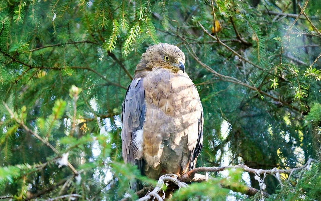 From Rovaniemi: Trip & Entry to Ranua Wildlife Park Image 8