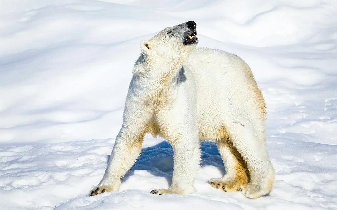 From Rovaniemi: Trip & Entry to Ranua Wildlife Park Image 9