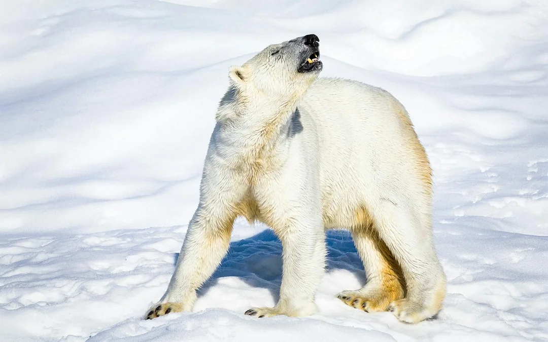From Rovaniemi: Trip & Entry to Ranua Wildlife Park Image 9