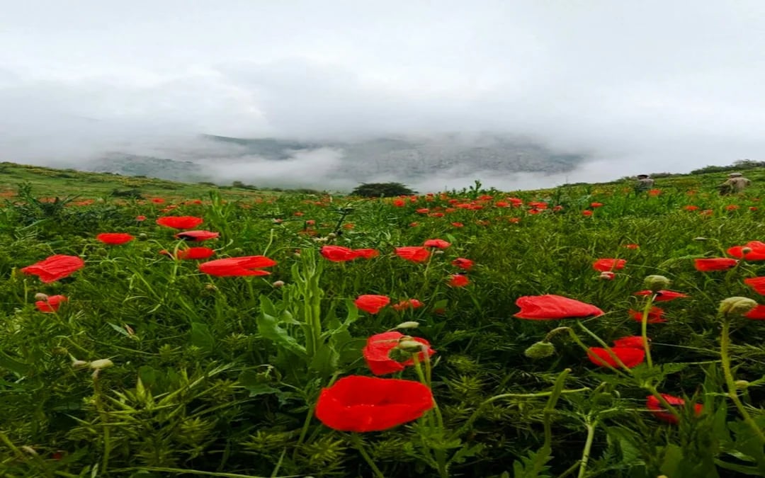 From Samarkand: Private Urgut Mountain Village and Tulip Fields Day Trip Image 3