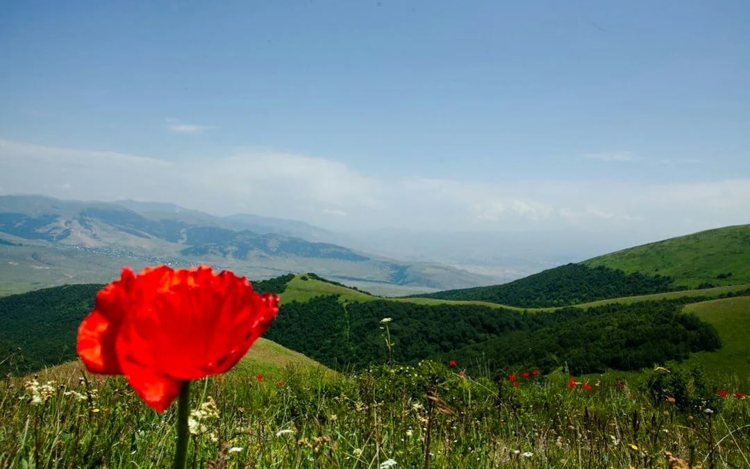 From Samarkand: Private Urgut Mountain Village and Tulip Fields Day Trip Image 4