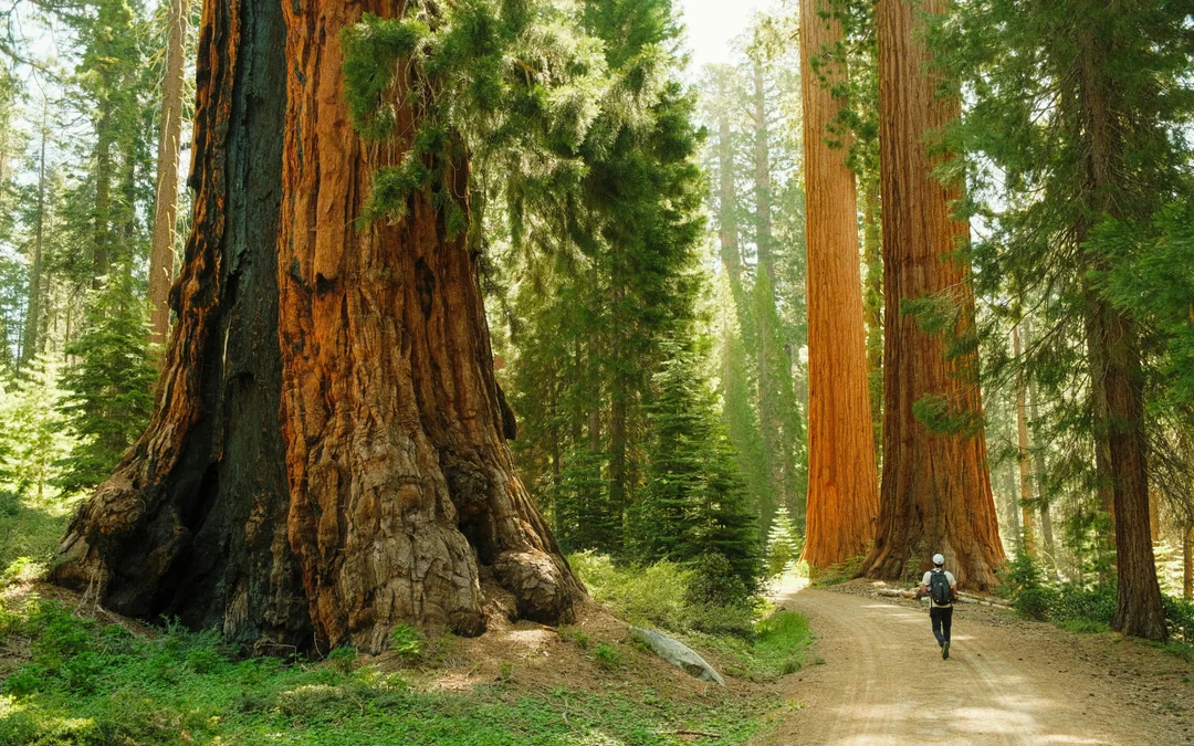 From San Francisco: Yosemite & Giant Sequoias Day Trip Image 4