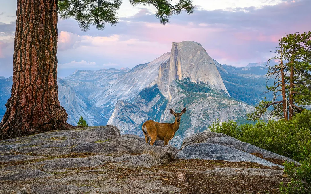 From San Francisco: Yosemite One-Way Tour Image 5