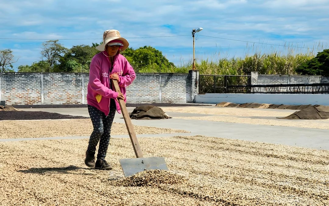 From San Salvador: Private PACAS Coffee, El Boquerón Volcano & Historic Center Tour Image 5