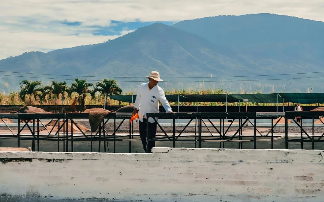 From San Salvador: Private PACAS Coffee, El Boquerón Volcano & Historic Center Tour Image 6