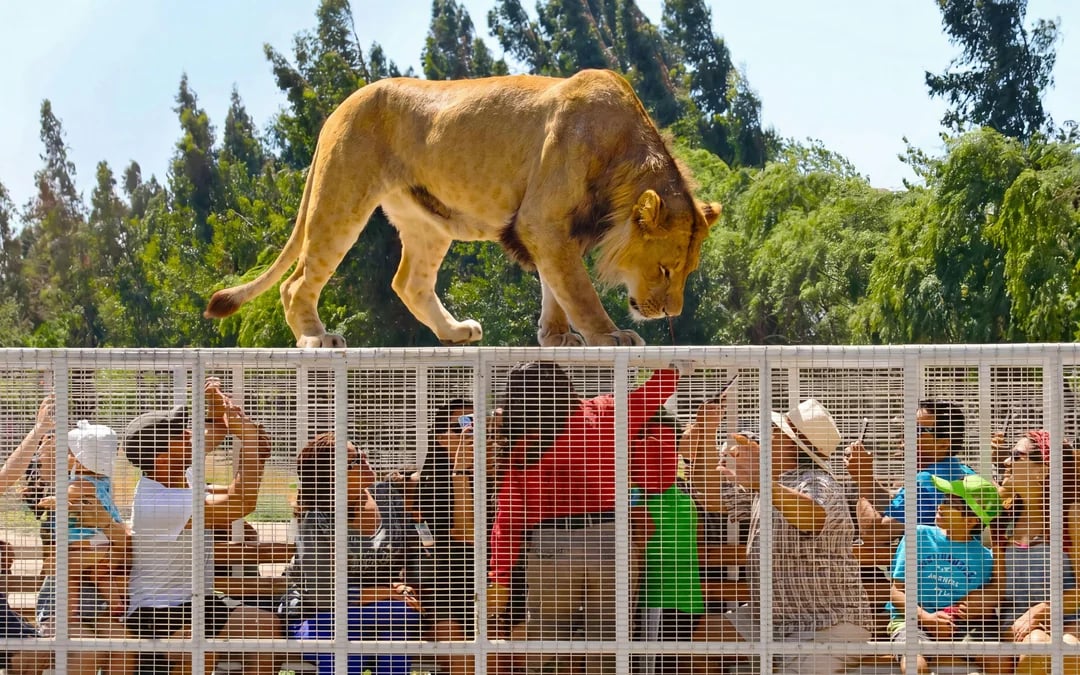 From Santiago: Parque Safari Wild Experience Image 1