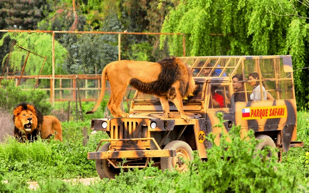 From Santiago: Parque Safari Wild Experience Image 3