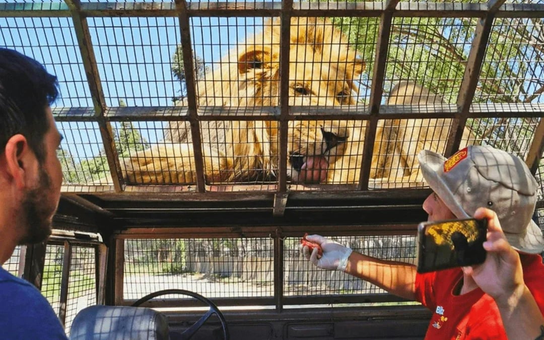 From Santiago: Parque Safari Wild Experience Image 4
