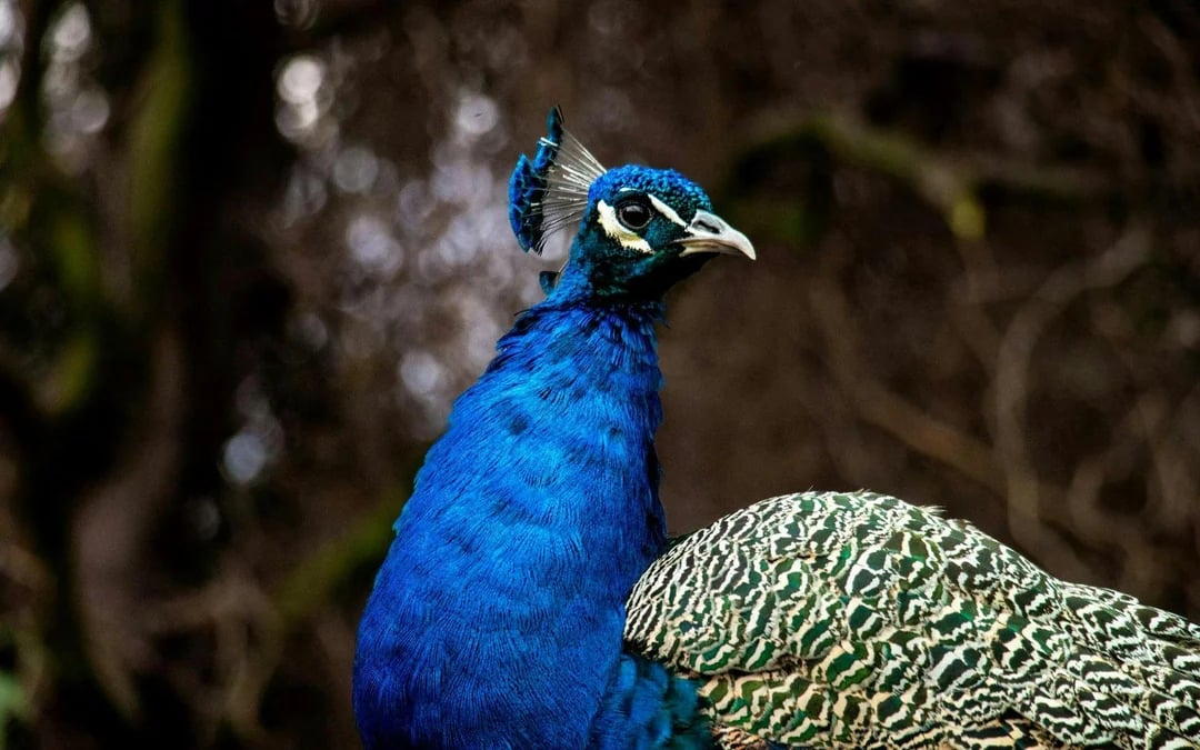 From Santiago: Parque Safari Wild Experience Image 5