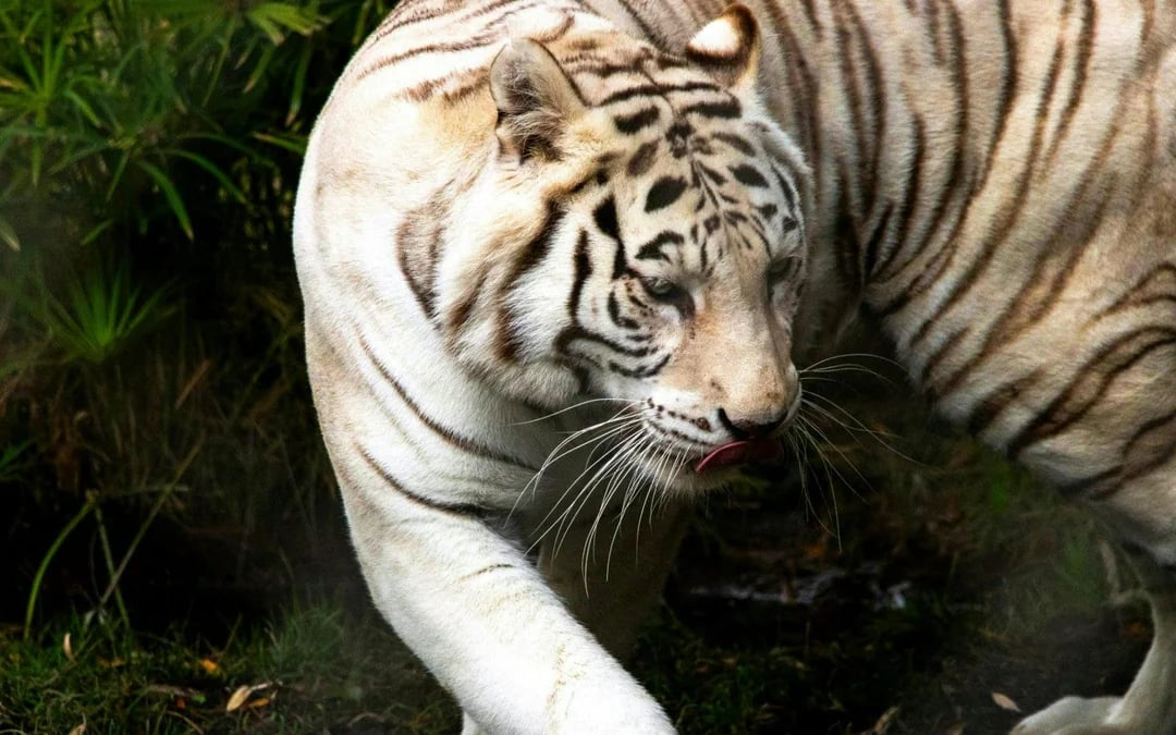 From Santiago: Parque Safari Wild Experience Image 7