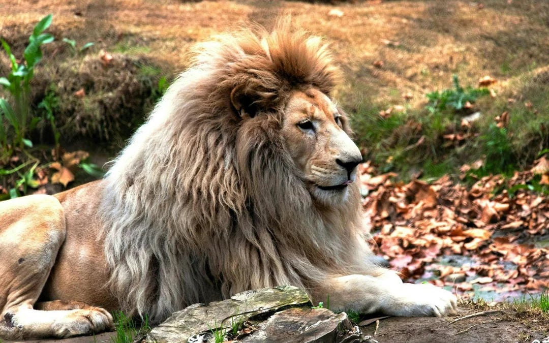 From Santiago: Parque Safari Wild Experience Image 8