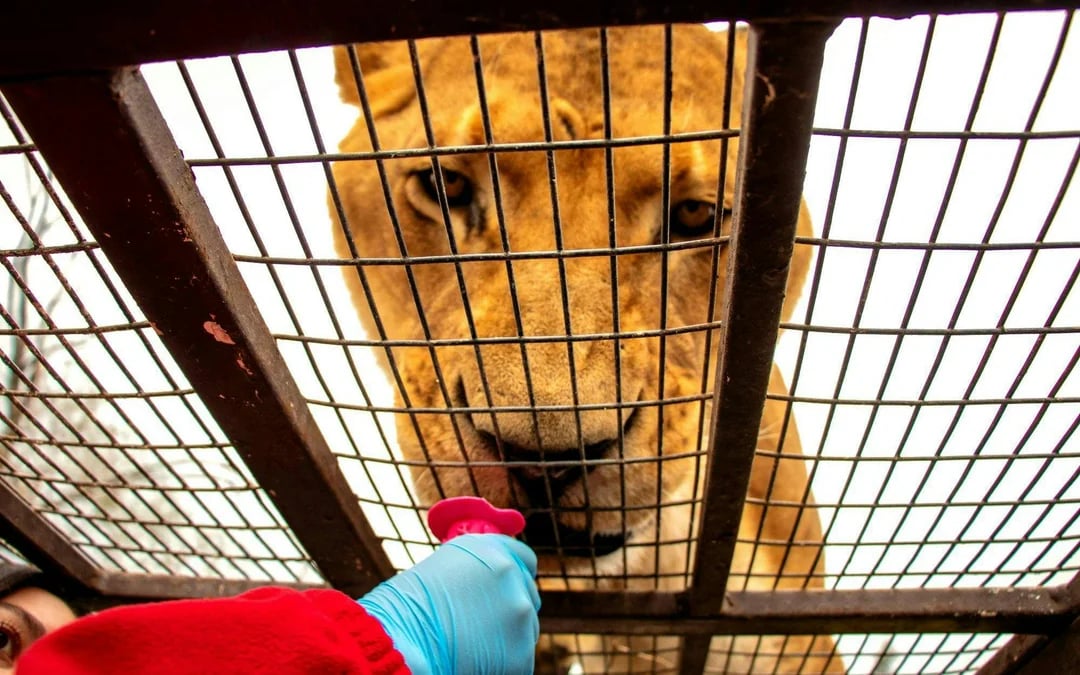 From Santiago: Parque Safari Wild Experience Image 9
