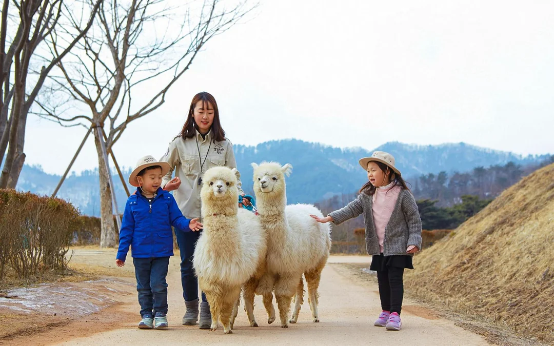 From Seoul: Alpaca World, Nami Island & Garden of Morning Calm Day Trip Image 1