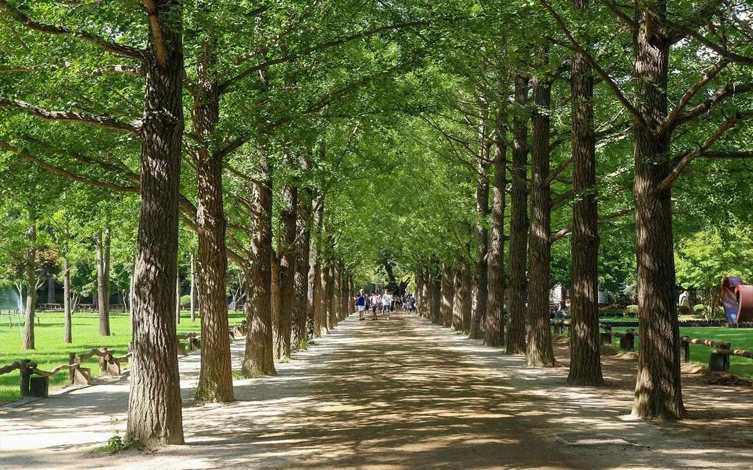 From Seoul: Alpaca World, Nami Island & Garden of Morning Calm Day Trip Image 11