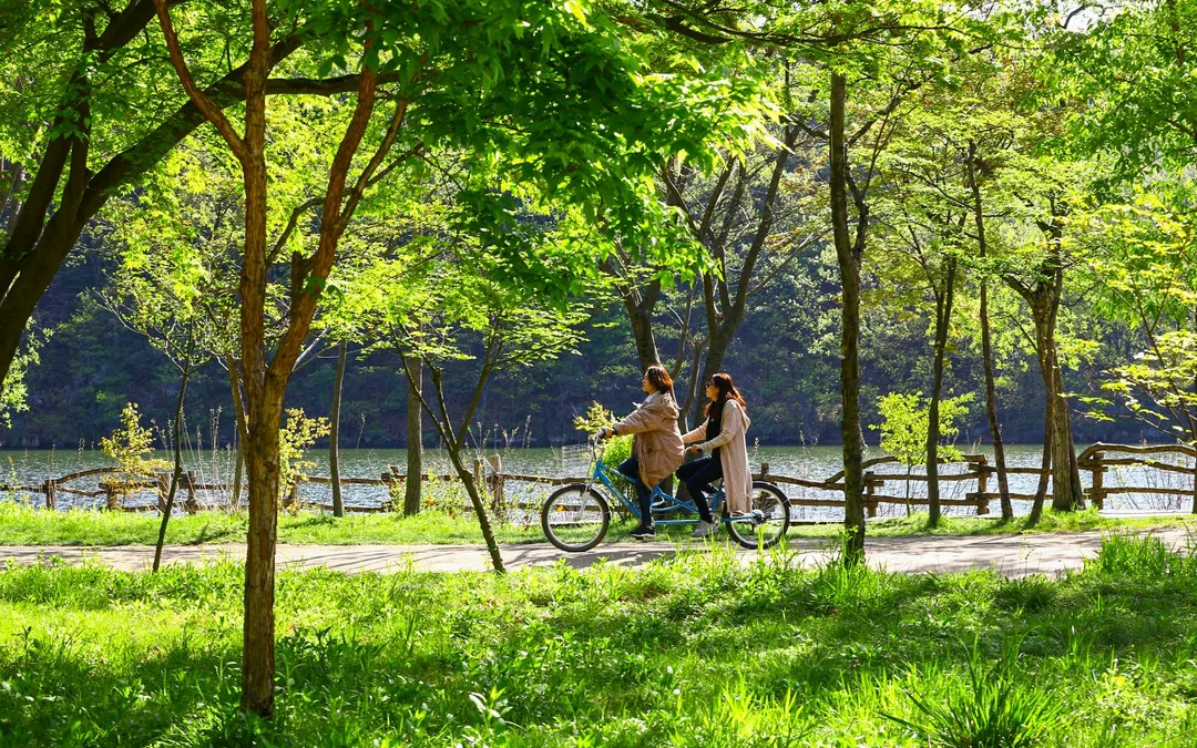 From Seoul: Alpaca World, Nami Island & Garden of Morning Calm Day Trip Image 3