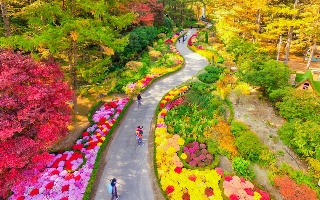 From Seoul: Alpaca World, Nami Island & Garden of Morning Calm Day Trip Image 4