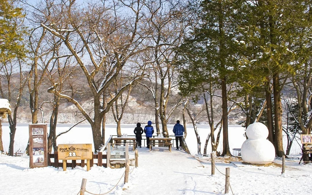 From Seoul: Alpaca World, Nami Island & Garden of Morning Calm Day Trip Image 5