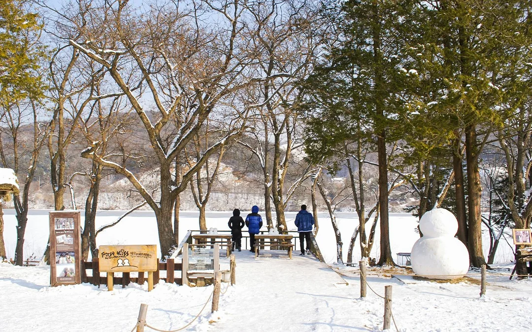 From Seoul: Alpaca World, Nami Island & Garden of Morning Calm Day Trip Image 5