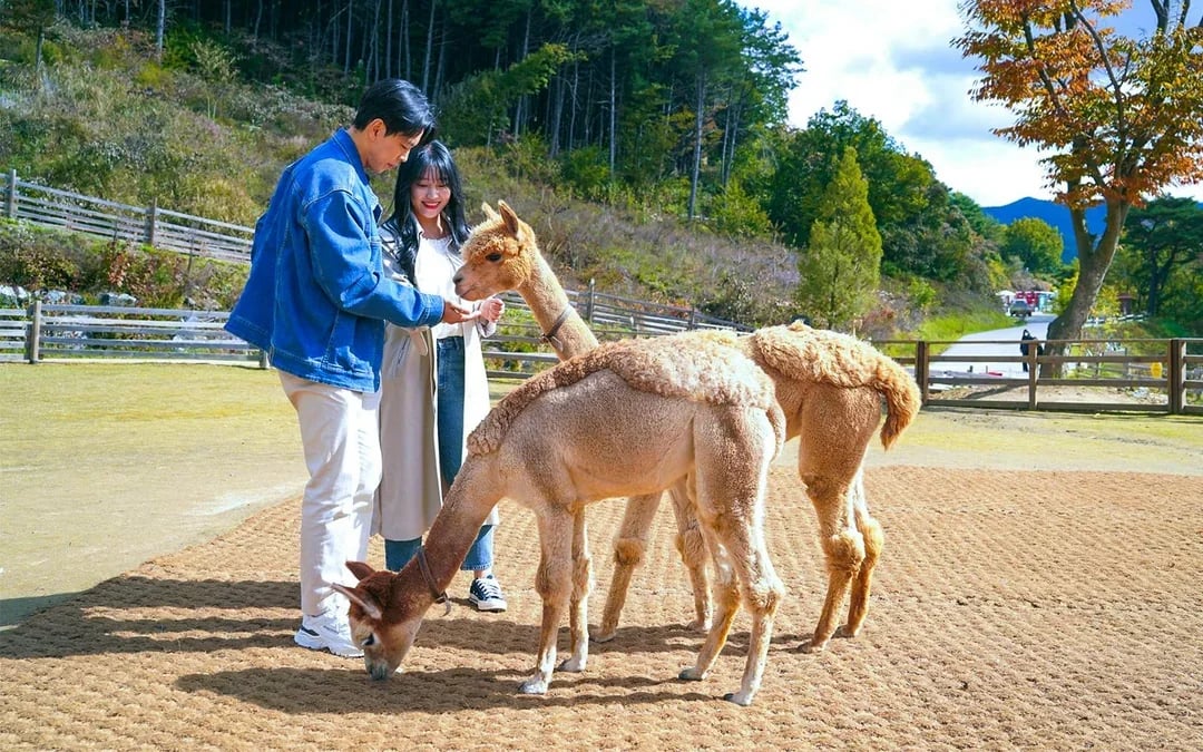 From Seoul: Alpaca World, Nami Island & Garden of Morning Calm Day Trip Image 7