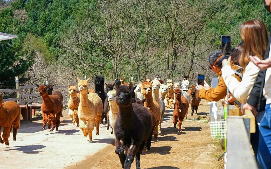 From Seoul: Alpaca World, Nami Island & Garden of Morning Calm Day Trip Image 8