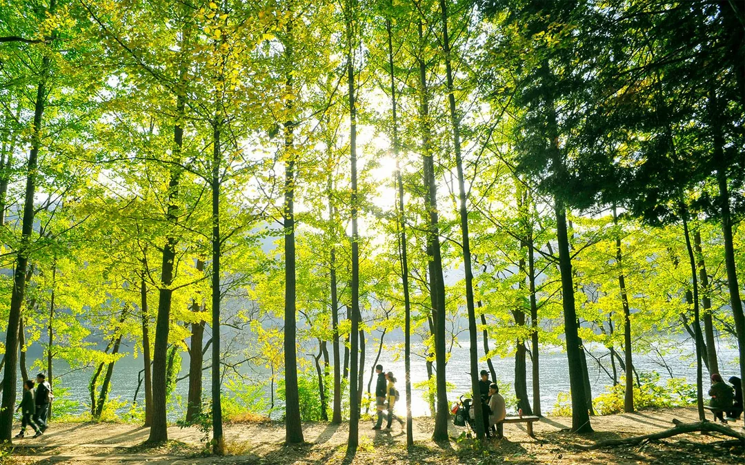 From Seoul: Nami Island & Alpaca World Guided Tour Image 1